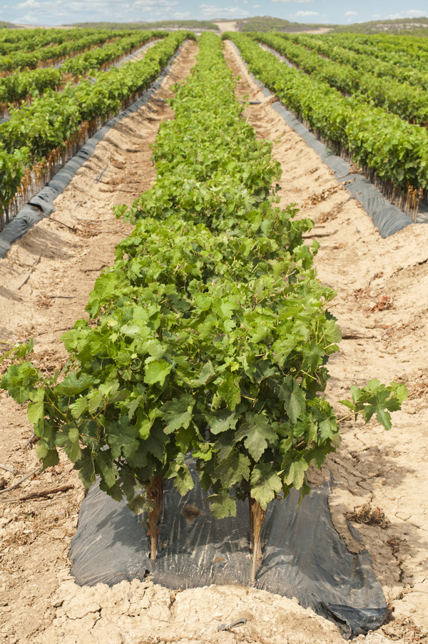 Solar valley of vineyards Stock Photo 01