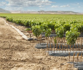 Solar valley of vineyards Stock Photo 02