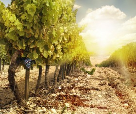 Solar valley of vineyards Stock Photo 03