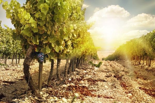 Solar valley of vineyards Stock Photo 03