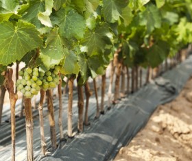 Solar valley of vineyards Stock Photo 04