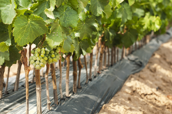 Solar valley of vineyards Stock Photo 04