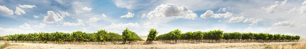 Solar valley of vineyards Stock Photo 05