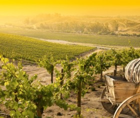 Solar valley of vineyards Stock Photo 06