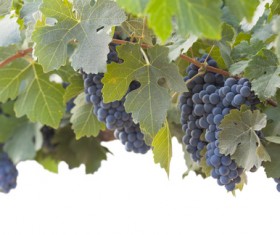 Solar valley of vineyards Stock Photo 07