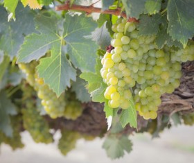 Solar valley of vineyards Stock Photo 08