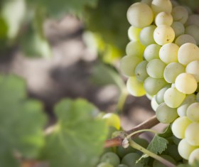 Solar valley of vineyards Stock Photo 09