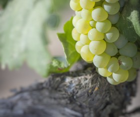 Solar valley of vineyards Stock Photo 10