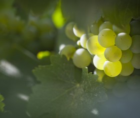 Solar valley of vineyards Stock Photo 11