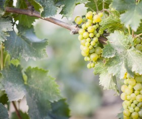 Solar valley of vineyards Stock Photo 12