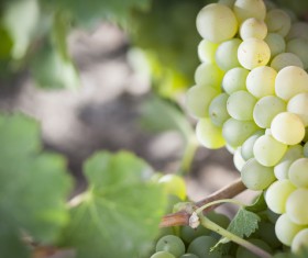 Solar valley of vineyards Stock Photo 13