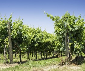 Solar valley of vineyards Stock Photo 14