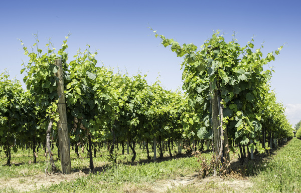 Solar valley of vineyards Stock Photo 14