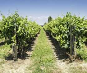 Solar valley of vineyards Stock Photo 15