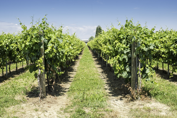 Solar valley of vineyards Stock Photo 15