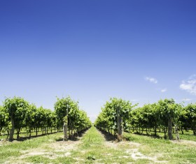 Solar valley of vineyards Stock Photo 16