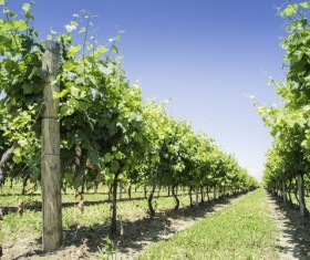 Solar valley of vineyards Stock Photo 17