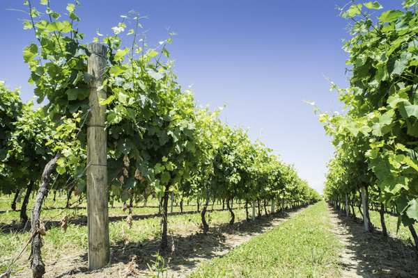 Solar valley of vineyards Stock Photo 17