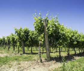 Solar valley of vineyards Stock Photo 18
