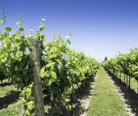 Solar valley of vineyards Stock Photo 19