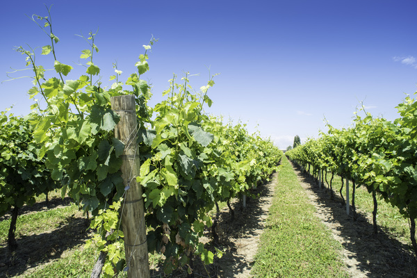 Solar valley of vineyards Stock Photo 19