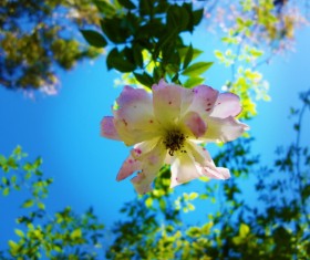 Spring flowers HD picture