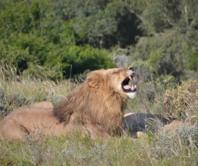 The lion roars Stock Photo