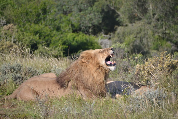 The lion roars Stock Photo
