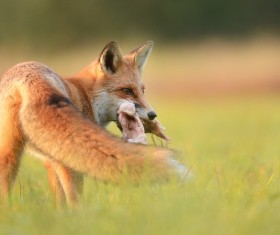 The red fox hunt Stock Photo