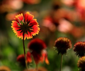 Tianren Chrysanthemum HD picture