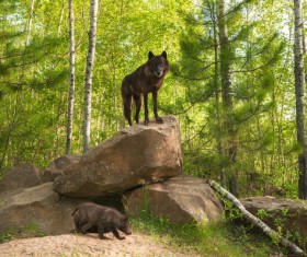 Timberwolves with cubs Stock Photo
