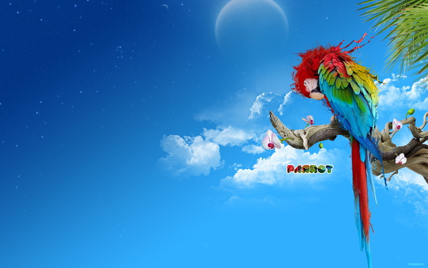 Tree parrot back HD picture