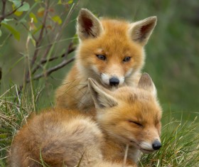 Two red fox cubs Stock Photo