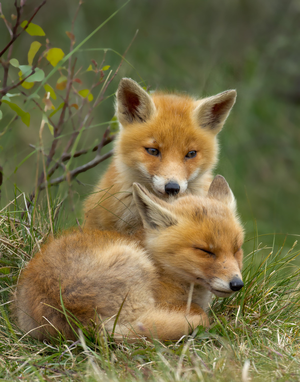 Two red fox cubs Stock Photo