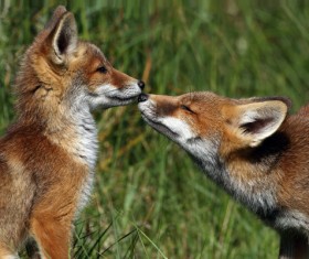 Two red foxes Stock Photo