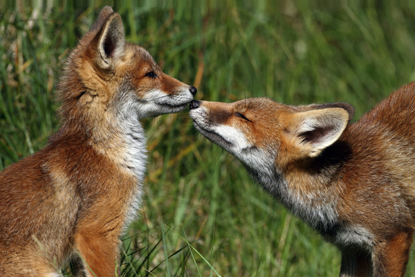 Two red foxes Stock Photo