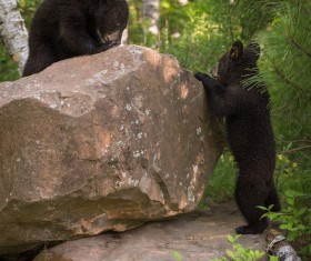 Two sluggish black bear cubs Stock Photo