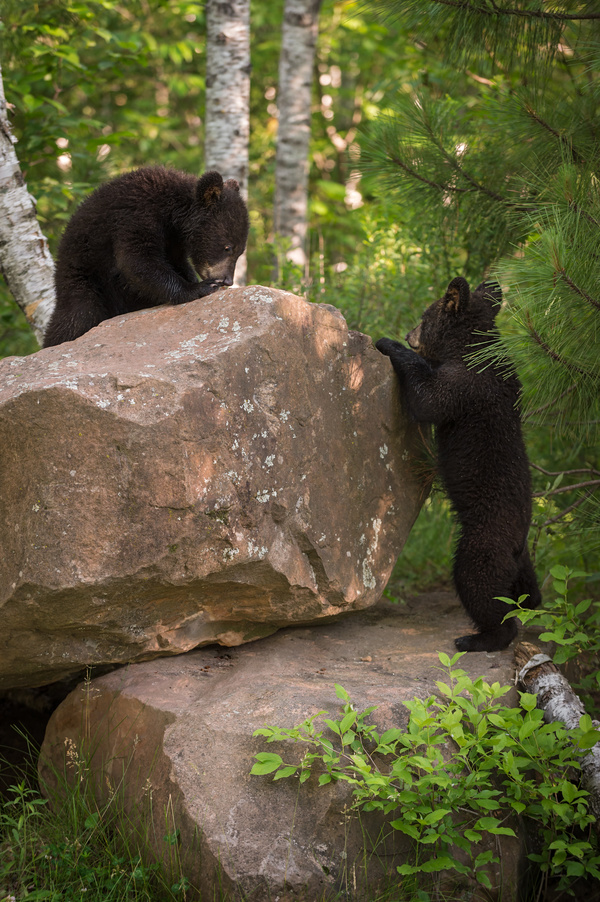 Two sluggish black bear cubs Stock Photo