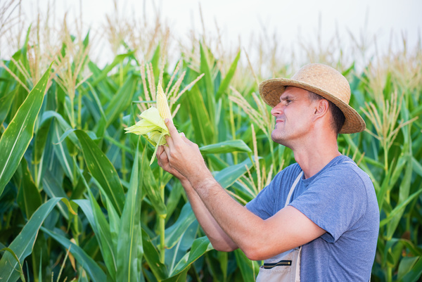 View the situation of farmers in corn Stock Photo 01