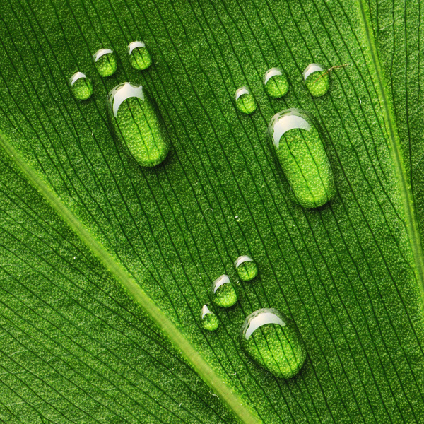 Water drops on the leaves feet Stock Photo