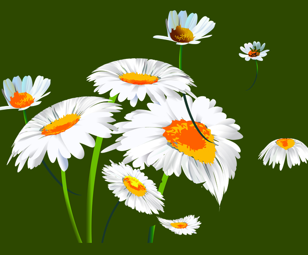 White chrysanthemum illustration vector material