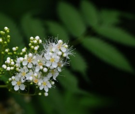 White pearl plum HD picture