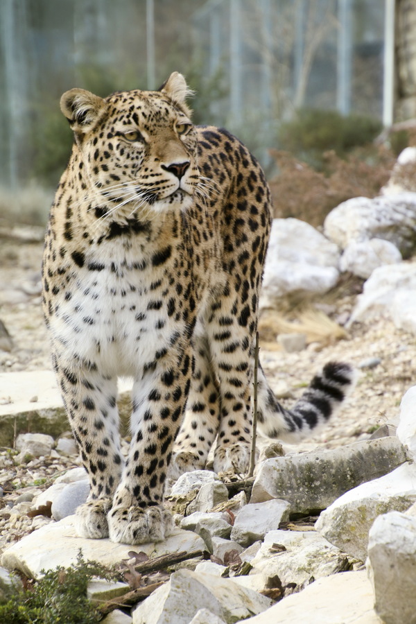 Wild Persian Leopard Stock Photo