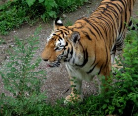 Wild Siberian tiger HD picture
