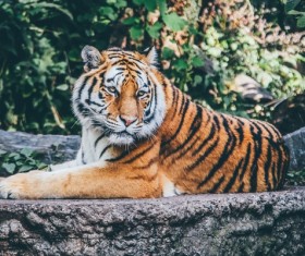 Wildlife Park tiger Stock Photo