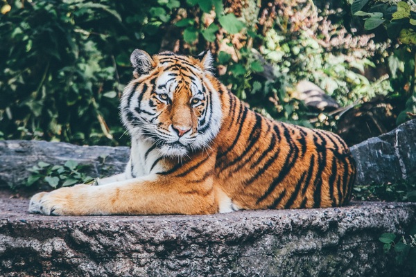 Wildlife Park tiger Stock Photo