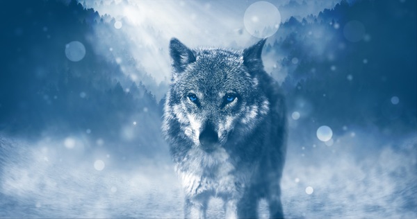 Wolf prey Stock Photo
