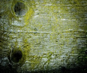 Wood background texture Stock Photo 01