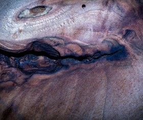 Wood background texture Stock Photo 19