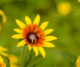 Yellow black heart chrysanthemum HD picture